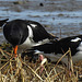 20180404 3480CPw [D~AUR] Austernfischer (Haematopus ostralegus), Norderney