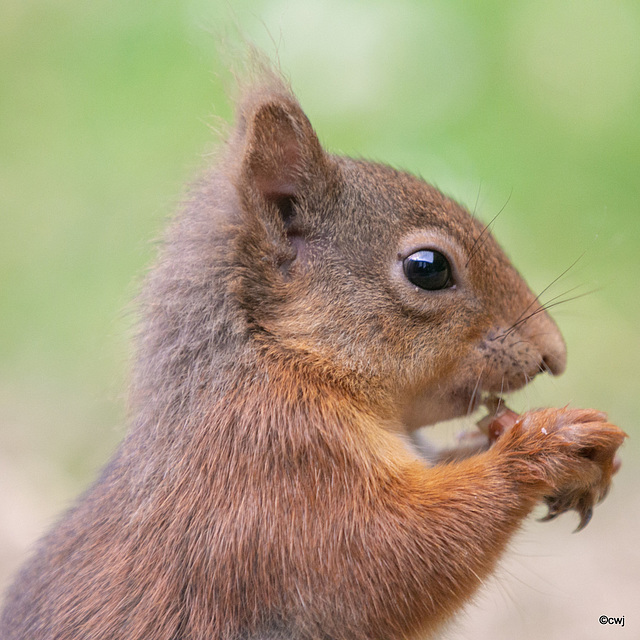 Young red squirrel