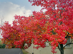 Ornamental Pear