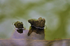 On And Under Water