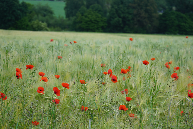 Gerstenfeld mit Mohn