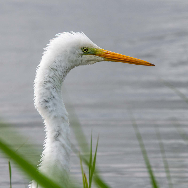 Great white egret