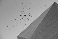 The Cube and the birds