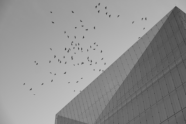 The Cube and the birds