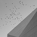 The Cube and the birds