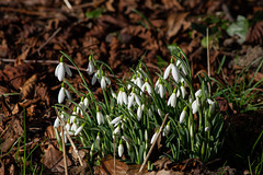 Snowdrops