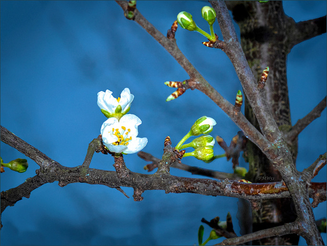 Pflaumenblüte