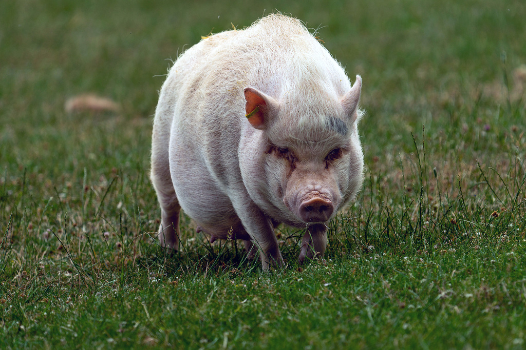 Bad Mergentheim (Wildpark)