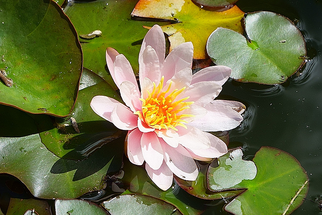 Seerose auf unserem Teich