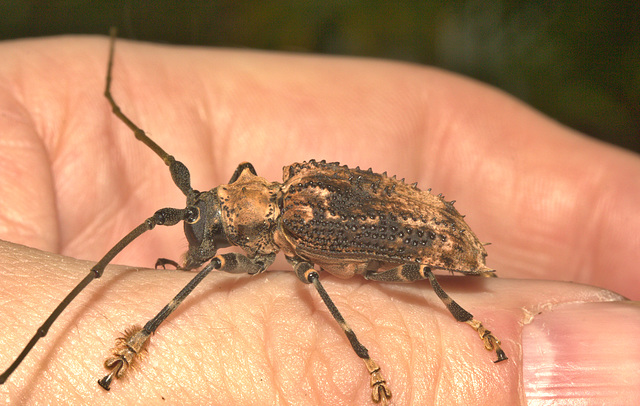 IMG 9302longhornbeetle