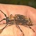 IMG 9302longhornbeetle