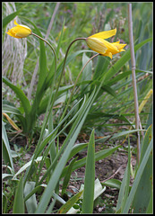Tulipa australis (4)