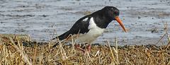 20180404 3481CPw [D~AUR] Austernfischer (Haematopus ostralegus), Norderney