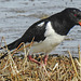 20180404 3481CPw [D~AUR] Austernfischer (Haematopus ostralegus), Norderney