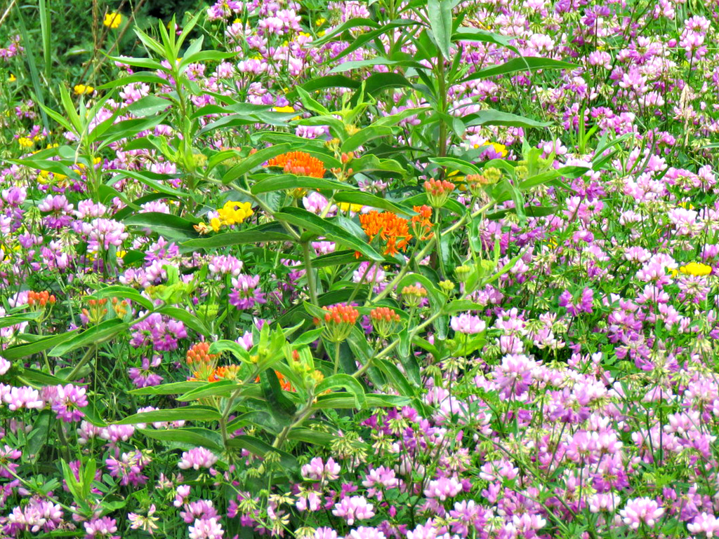 A summer meadow