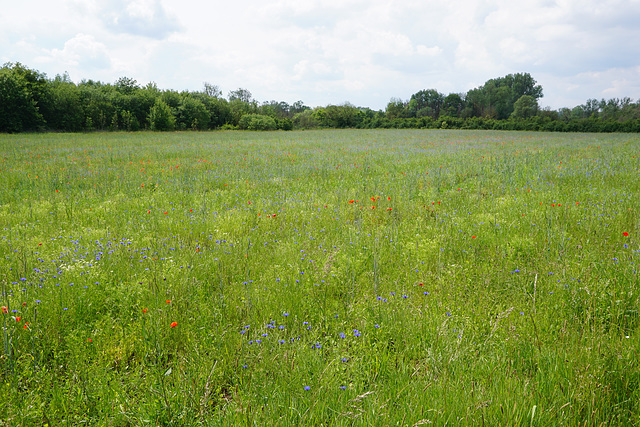 Bunte Blumenwiese