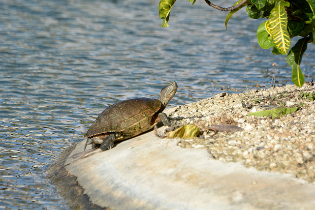 Dominican Republic, The Turtle Came out of the Water Dominican Republic, The Turtle Came out of the Water