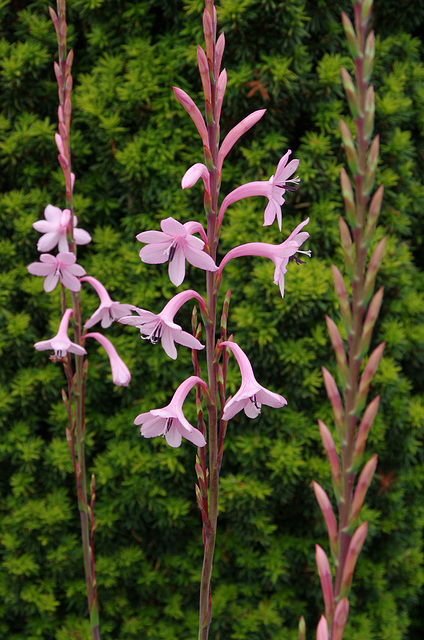 Watsonia