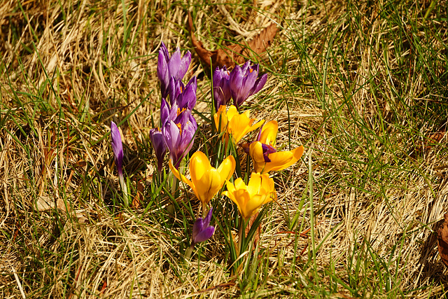 Krokusse in der Mittagssonne IV