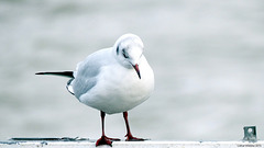 Düsseldorf - ...Möwe döst...