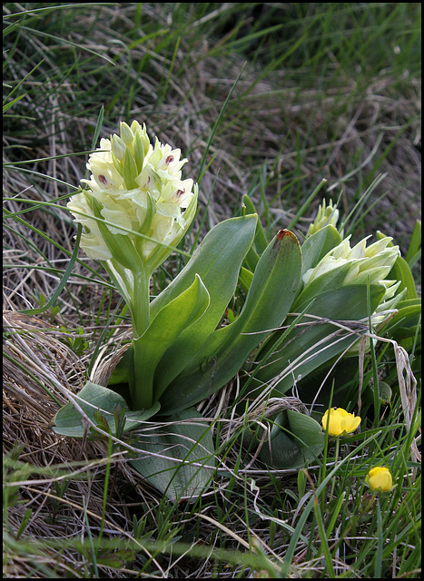 Orchis sureau- Dactylorhiza sambucina