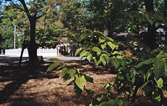 In the grove of a shrine