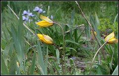 Tulipa australis (5)