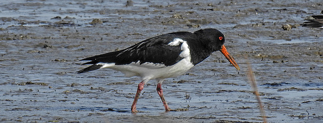 20180404 3482CPw [D~AUR] Austernfischer (Haematopus ostralegus), Norderney