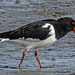 20180404 3482CPw [D~AUR] Austernfischer (Haematopus ostralegus), Norderney