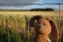 Happy wheaty Fence Friday