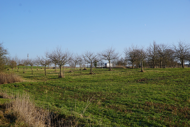 Obstplantage in der Januarsonne