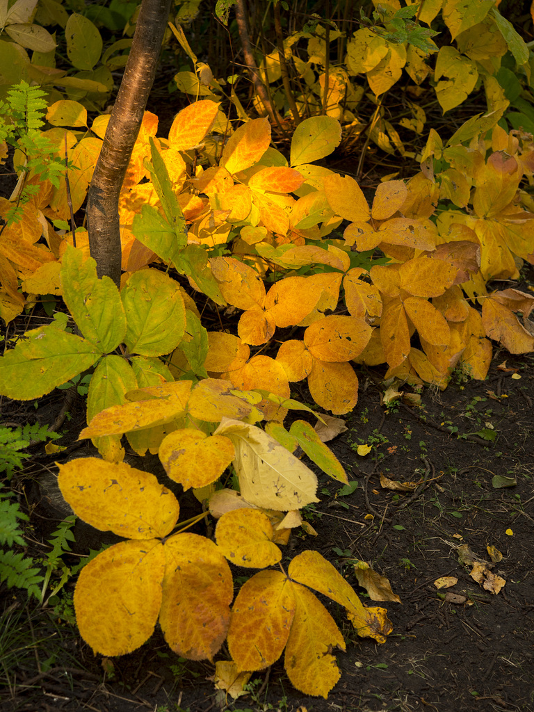 Autumn is the Best Equinox