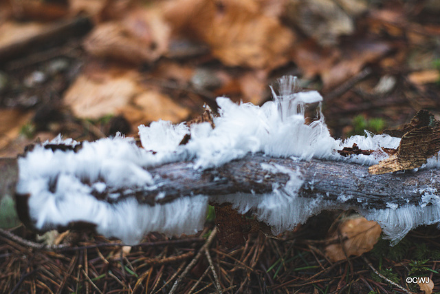 Hair Ice - Exidiopsis Effusa