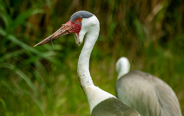 Wattled crane