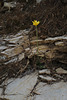 Ranunculus bullatus, Caminito del Rey