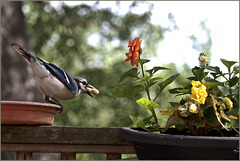 Bluejay, nutted, unfazed by the dahlia