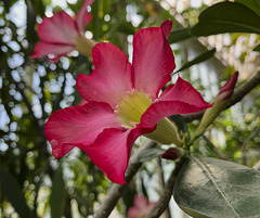 In the palm house of Trädgårdsföreningen 8