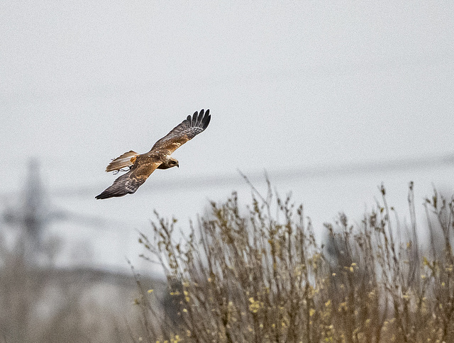 Marsh harrier