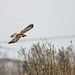 Marsh harrier