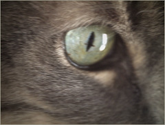 Cat's eye