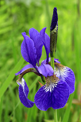 Iris