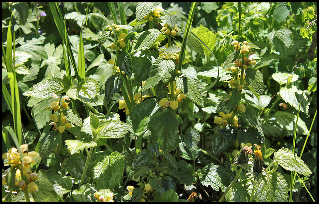 Lamium galeobdolon