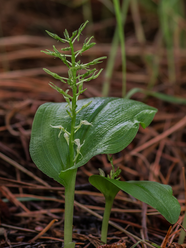 Malaxis abieticola (Arizona Adder's-mouth orchid)
