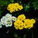150 Verfrühte Chrysanthemen