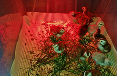 guinea keets at 3 days old