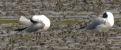 20180404 3483CPw [D~AUR] Lachmöwe (Larus ridibundus), Norderney