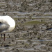 20180404 3483CPw [D~AUR] Lachmöwe (Larus ridibundus), Norderney