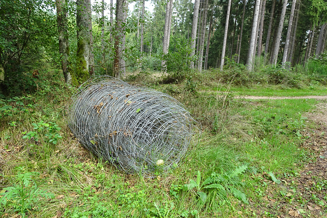 Im Fall von Gefahr rollt sich der Gemeine Wildzaun immer ein! Im Fall von Gefahr rollt sich der Gemeine Wildzaun immer ein!