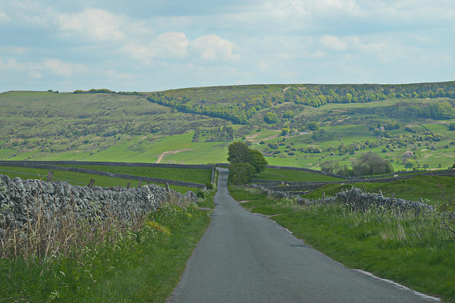 Forest Lane