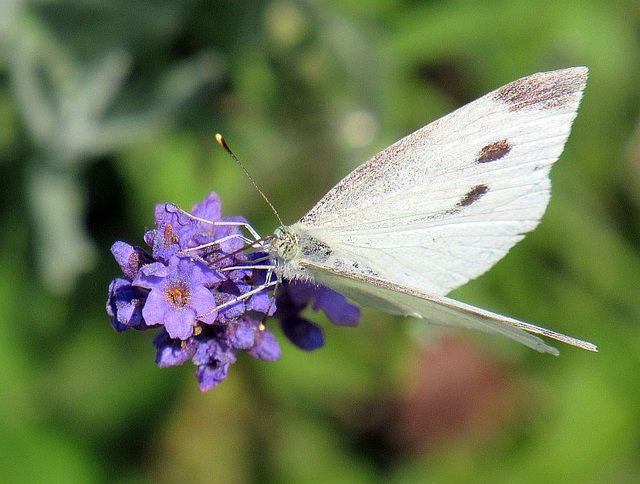 Blanka papilio